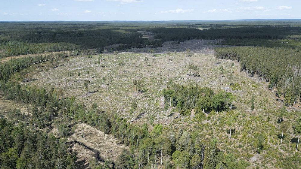 « C'est une bombe à carbone » : Explorer l'industrie forestière suédoise