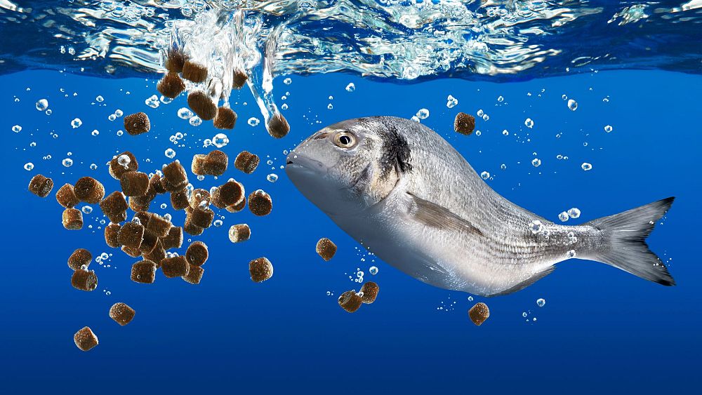 Les poissons aussi ont des sentiments : pourquoi la sensibilité animale signifie que nous devrions repenser la nourriture