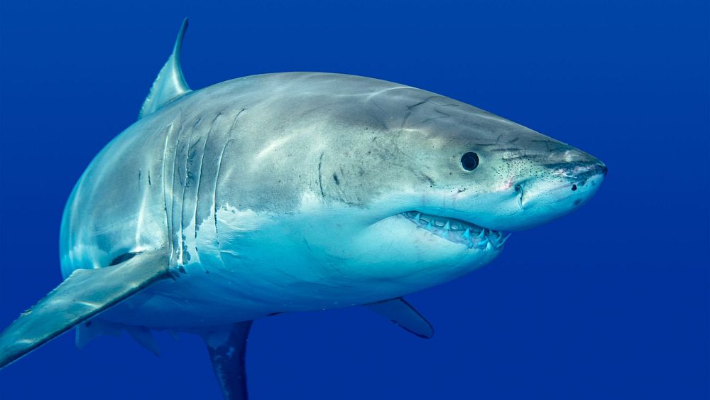 Plus mortel qu'un requin : les humains utilisent ou échangent environ un tiers des animaux dans le monde