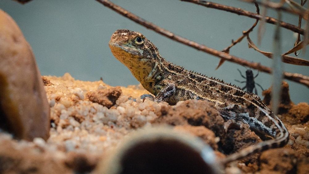 Ce dragon sans oreilles "éteint" a été repéré dans un endroit secret après avoir disparu pendant 50 ans