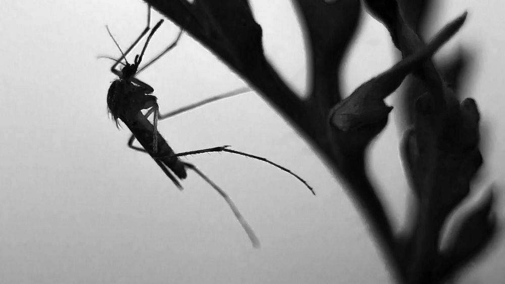 Les moustiques pourraient propager une bactérie mangeuse de chair qui affecte les humains