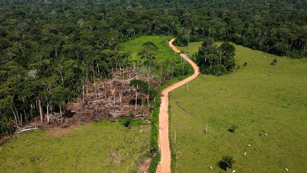 Brésil La déforestation en Amazonie chute de 34 % sous Lula, mais El Niño alimente le risque d'incendies de forêt
