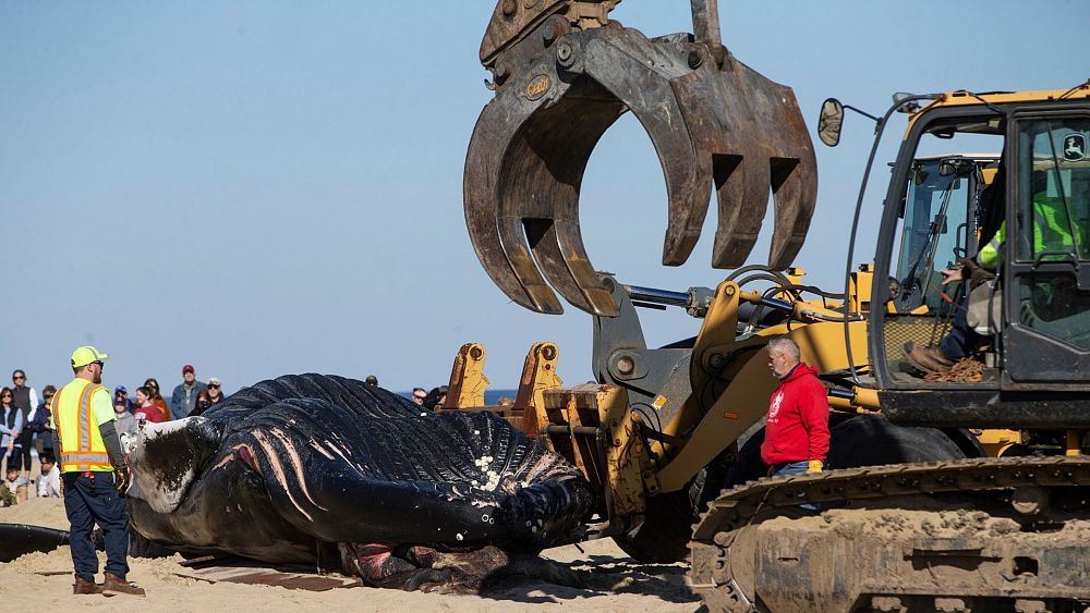 Vérification des faits : les éoliennes tuent-elles les baleines au large de la côte atlantique américaine ?