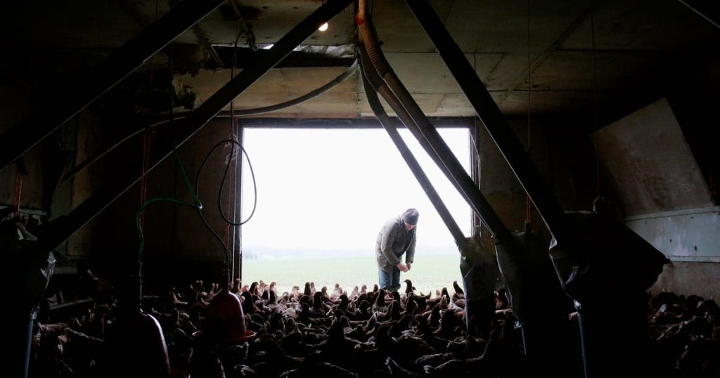 Soulèvement rural: comment les agriculteurs britanniques sont tombés amoureux du Parti conservateur