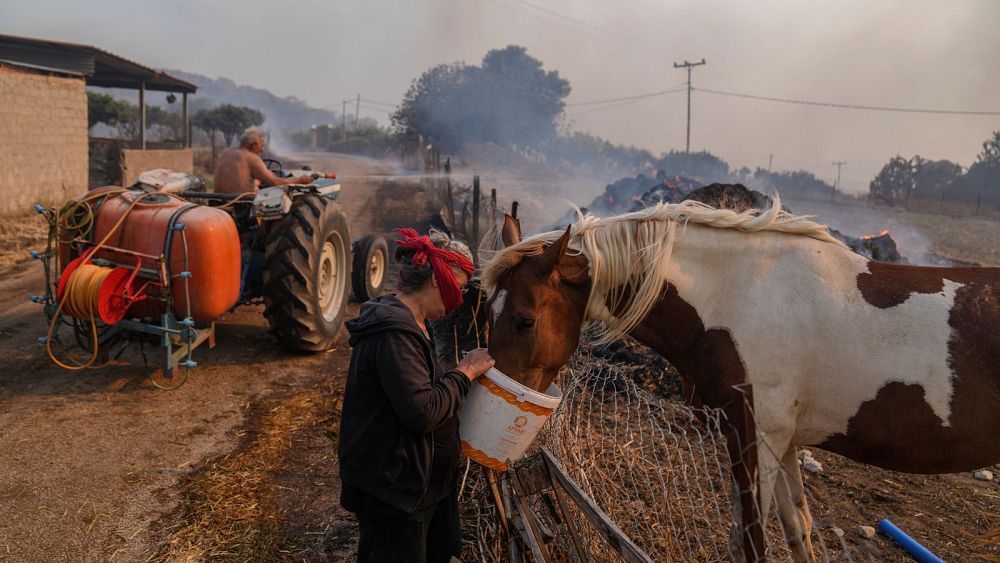 "Chaque vie a de la valeur": les militants exhortent les gens à ne pas laisser d'animaux dans les incendies de forêt en Grèce