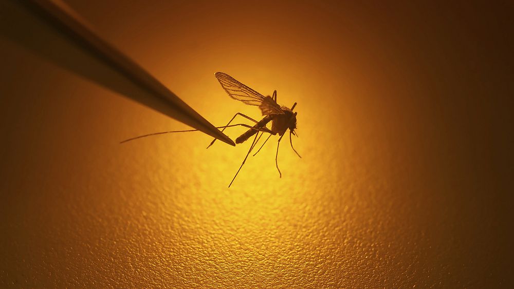 Avec la hausse des températures, les moustiques se déplacent également.  Les scientifiques craignent que cela ne signifie plus de paludisme