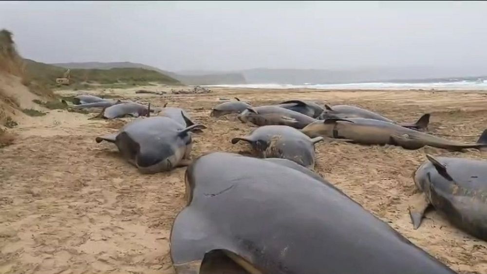 "Course contre la montre": les enquêteurs se précipitent pour identifier la cause de l'échouage mortel d'une baleine sur une plage britannique
