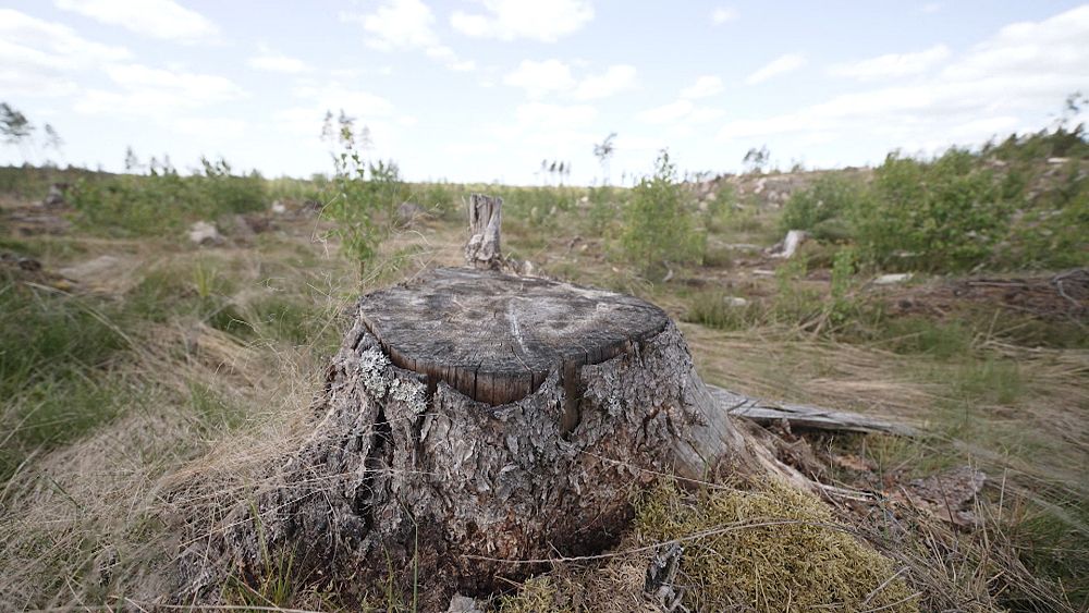 Explorer les forêts suédoises : comment l'industrie gère-t-elle les demandes mondiales ?