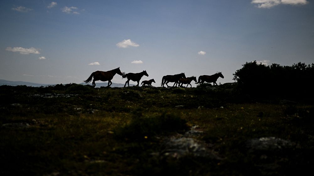 L'Espagne et le Portugal recrutent des bisons et des chevaux rares pour aider à réduire les risques d'incendies