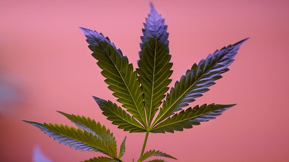 La police française saisit des milliers de plants de cannabis lors d'un raid dans les Alpes