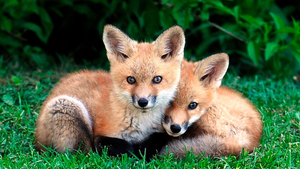 «Le secret le plus ignoble et le plus sordide de Grande-Bretagne»: Fox cubbing