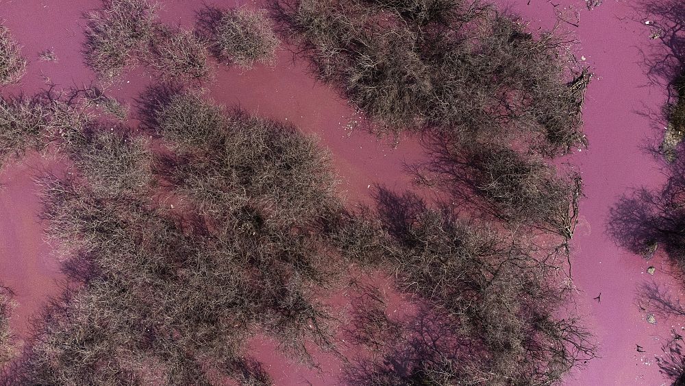 Les algues virent au rose lac en Roumanie en raison de l'augmentation de la température