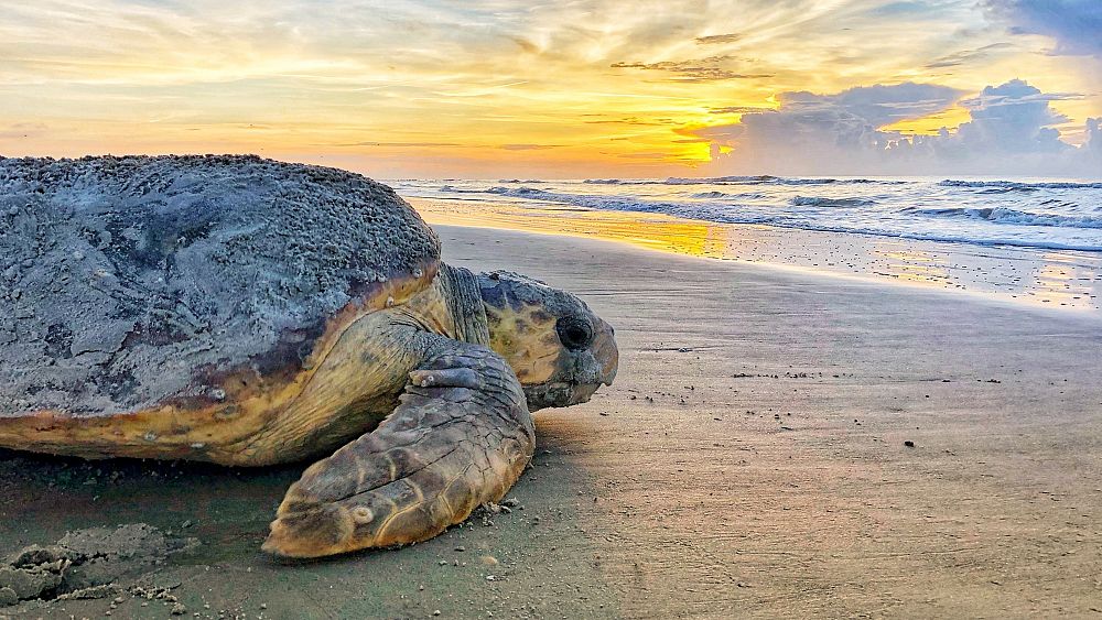 Oeufs sur la plage : Des bénévoles en Italie se mobilisent pour protéger un nid de tortues marines