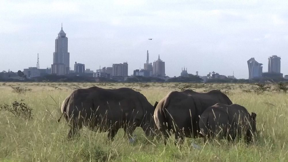 Une oasis verte : comment le parc national de Nairobi, unique au monde, profite aux lions, aux girafes et aux humains