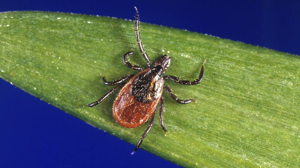 Maladie de Lyme : un vaccin pourrait-il réduire les bactéries responsables de la maladie de Lyme chez les tiques ?