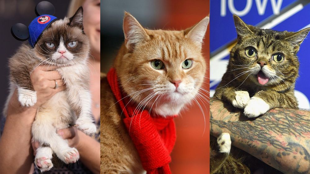 Culture Re-View : rencontrez les chats qui ont miaulé en ligne