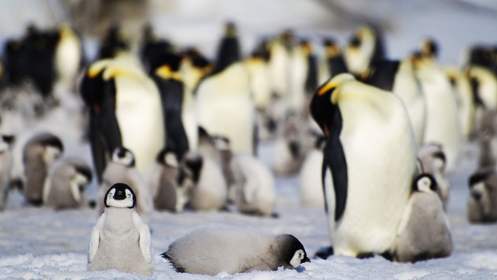 Les manchots empereurs risquent une « quasi-extinction » à cause de la fonte des glaces de mer en Antarctique