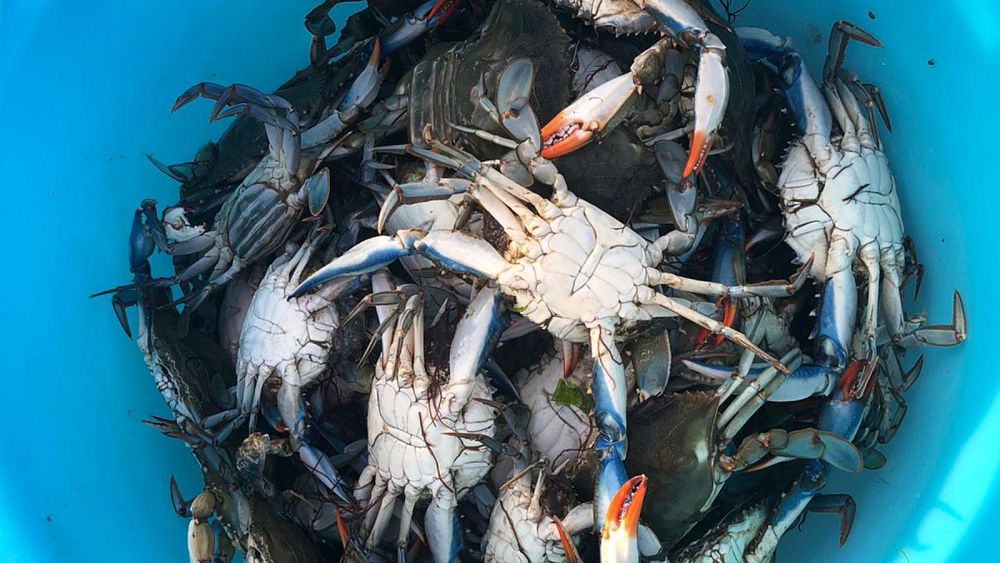 Si vous ne pouvez pas les battre, mangez-les ?  L’Italie divisée sur la réponse à l’invasion du crabe bleu géant