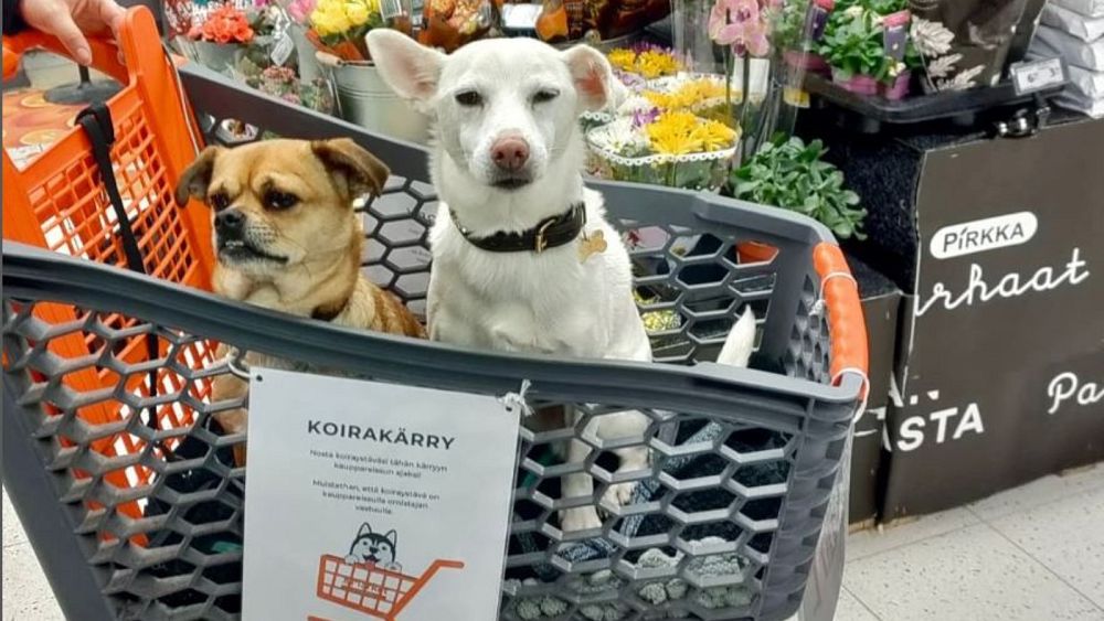Un supermarché finlandais accueille les chiens avec des chariots spéciaux pour les clients canins