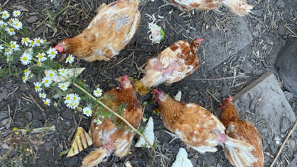 « Chiens à plumes » : votre prochain animal de compagnie pourrait-il être une poule sauvée d'un élevage d'œufs ?
