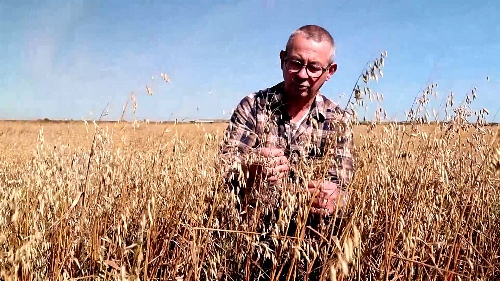 "Complètement détraqué": les tempêtes hivernales d'août ont détruit la moitié des récoltes de cet agriculteur français