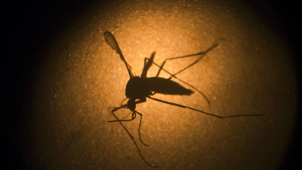 Wolbachia : le microbe miracle qui pourrait empêcher les moustiques de propager la dengue