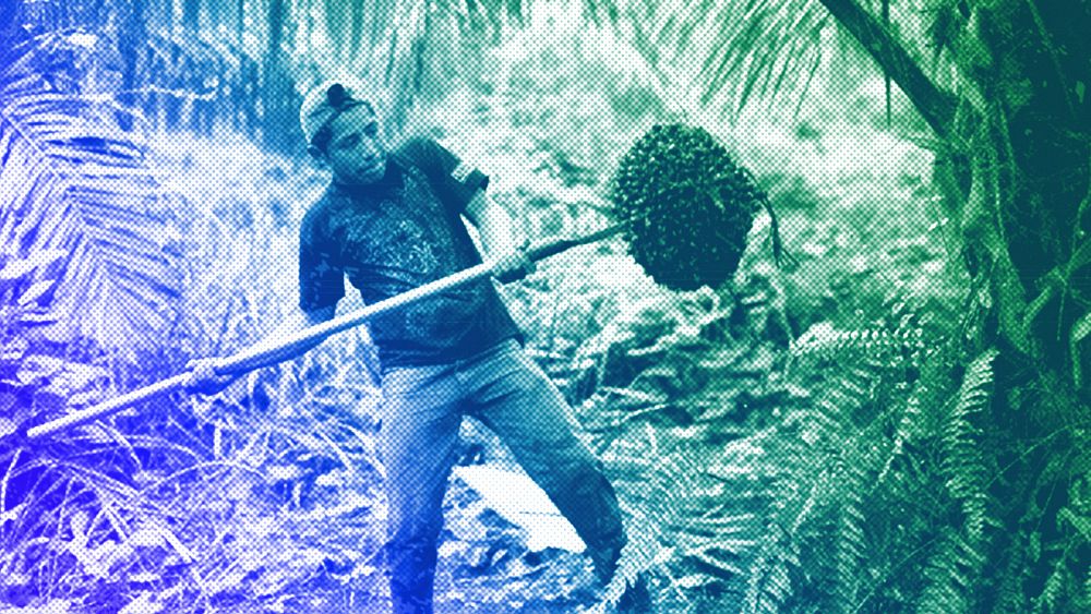 Malgré la réglementation européenne sur la déforestation, les entreprises investissent davantage dans l’huile de palme.  Pourquoi?