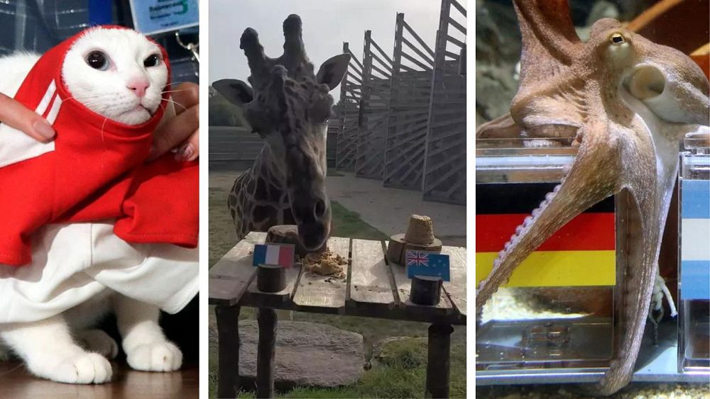 Cette girafe française peut-elle prédire correctement les résultats de la Coupe du Monde de Rugby ?