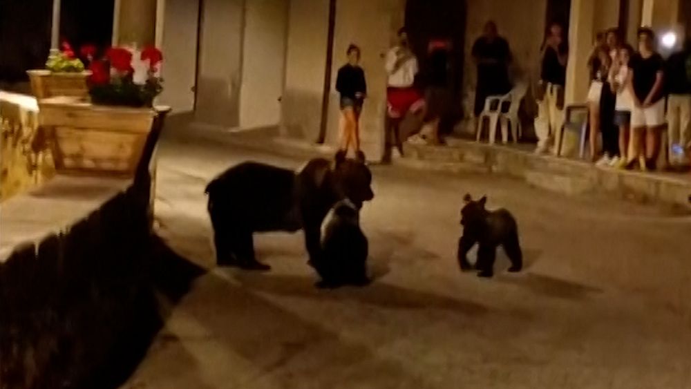 « Crime injustifiable de la nature » : indignation en Italie alors qu'un homme tue un ours, laissant deux oursons sans mère