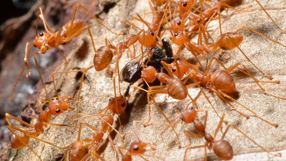 Des fourmis de feu envahissantes ont atteint l'Europe – et elles vont probablement se propager à mesure que le climat se réchauffe