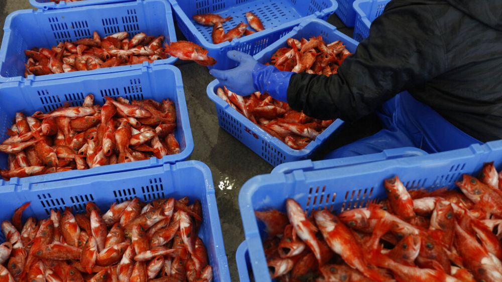 Des milliers de poissons morts s'échouent-ils au Japon après le rejet des eaux usées de Fukushima ?
