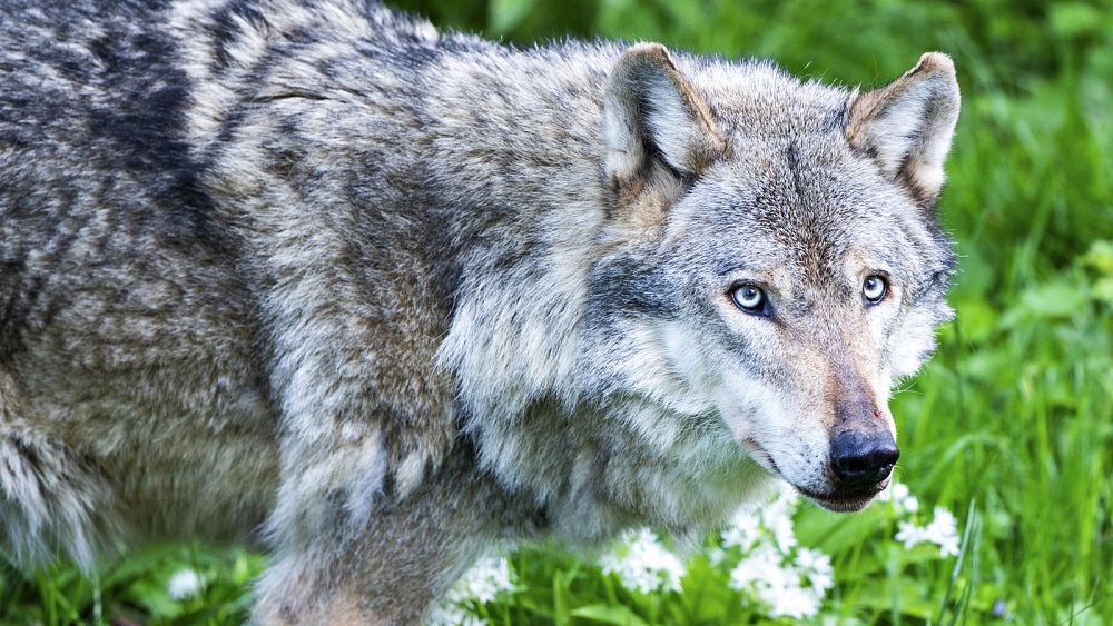 L'UE va revoir le statut de protection des loups alors qu'Ursula von der Leyen met en garde contre un « réel danger »