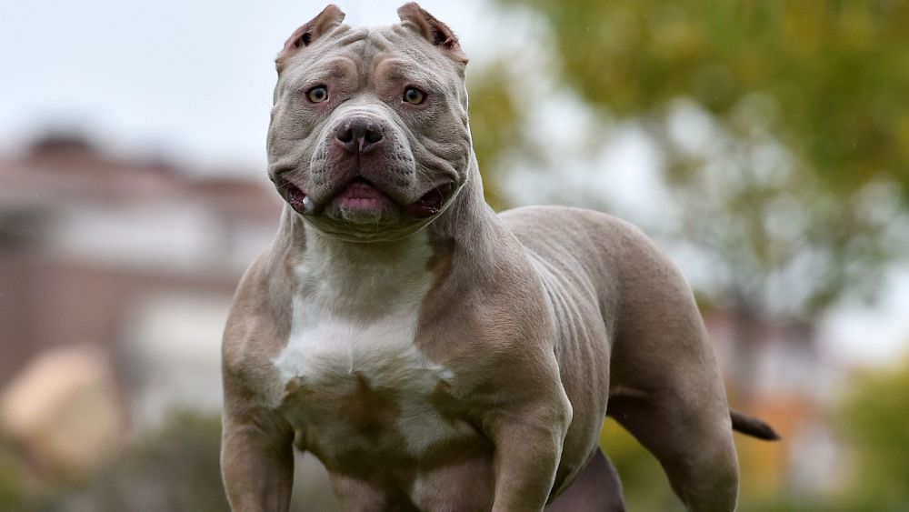 Le gouvernement britannique envisage d’interdire le chien American Bully XL après une violente attaque