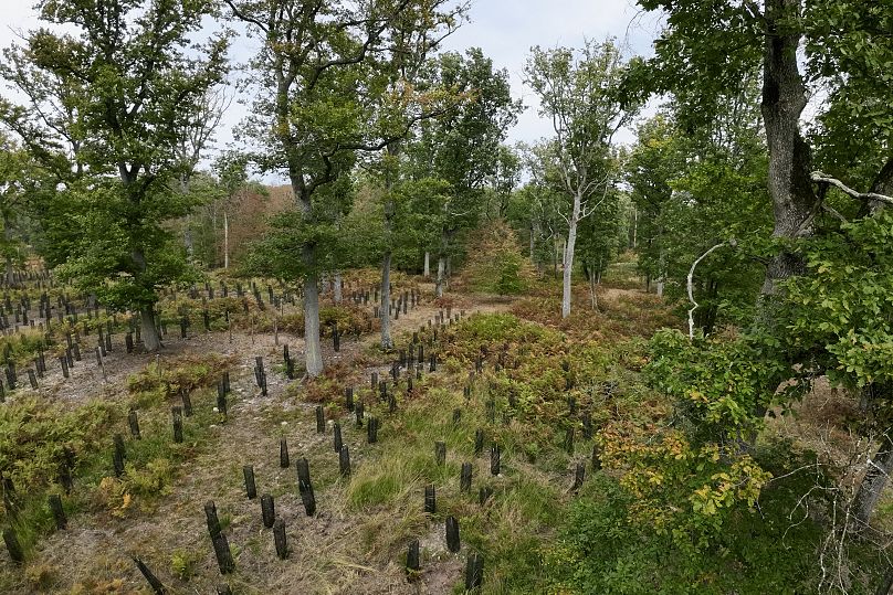 De jeunes chênes poussent sous des chênes adultes dans une parcelle de la forêt domaniale de Moulière, près de Poitiers, dans l'ouest de la France.