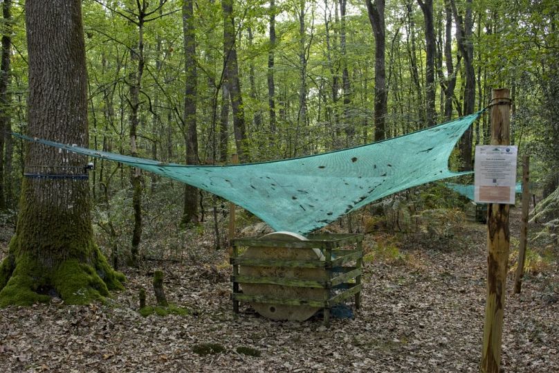 Un dispositif de collecte de glands de chêne dans une parcelle RENECOFOR.