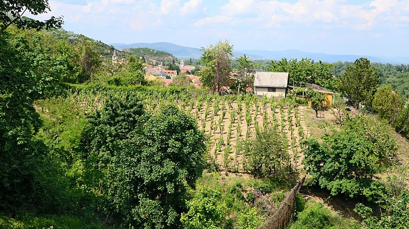 Tokaj en Hongrie est l'une des plus anciennes régions viticoles du monde.