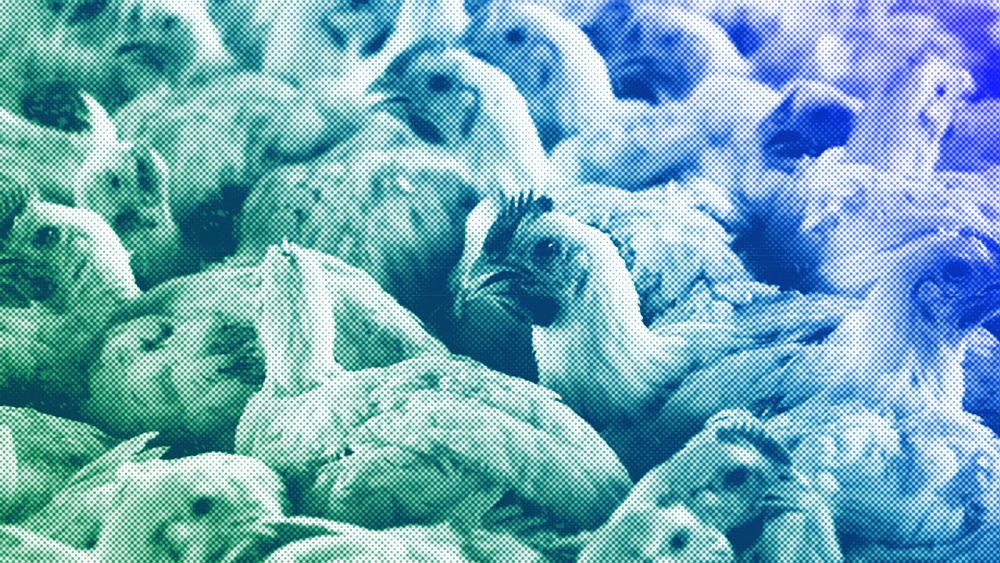 L’Europe devrait renforcer son arsenal de santé animale alors qu’elle se prépare à davantage de grippe aviaire