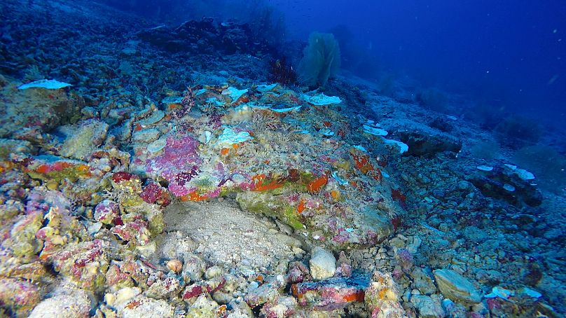 Les coraux des grands fonds de la planète pourraient connaître des phénomènes de blanchissement similaires et inaperçus.