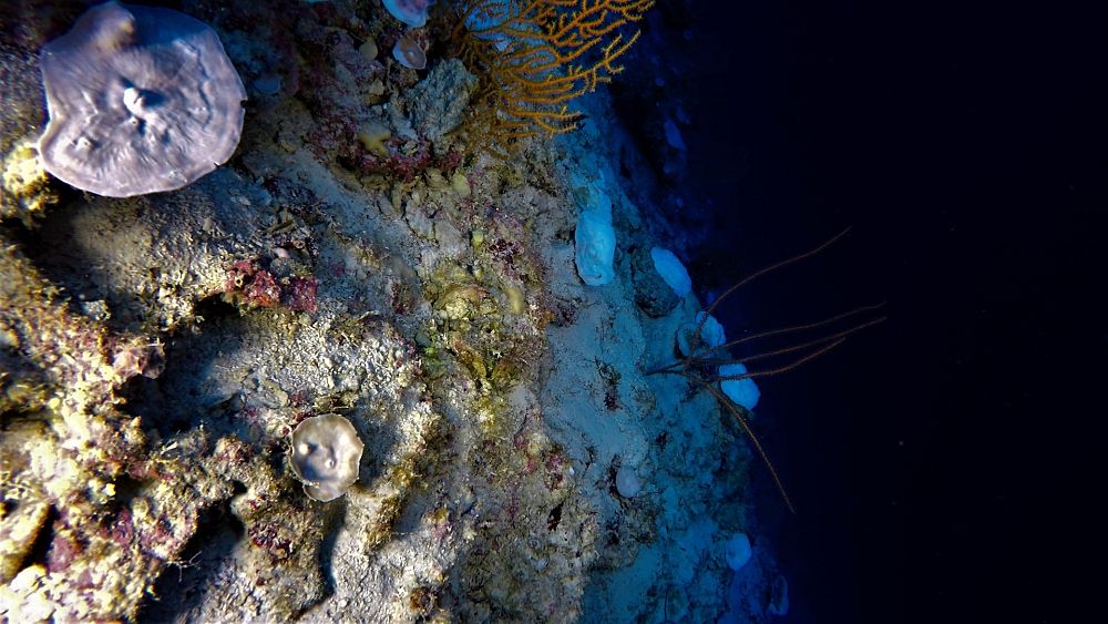 Les océans plus chauds ont blanchi les coraux à des profondeurs auparavant considérées comme impossibles