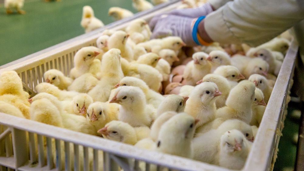 « Écraser des animaux est une aberration » : la technologie évite aux poussins mâles d'être tués par l'industrie des œufs
