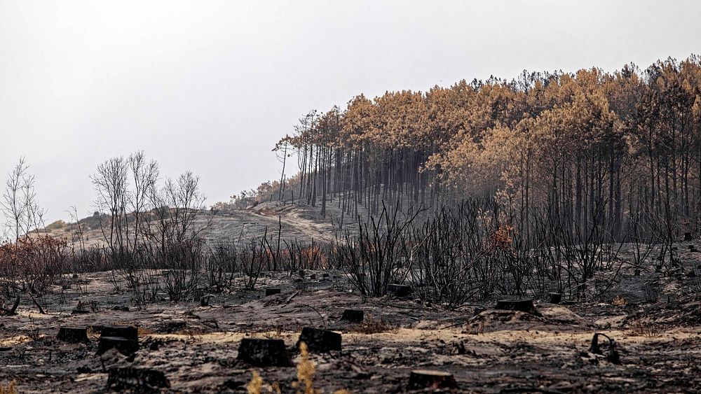 Les arbres centenaires qui ont survécu aux incendies de forêt en France sont désormais abattus à cause d'une infestation d'insectes.