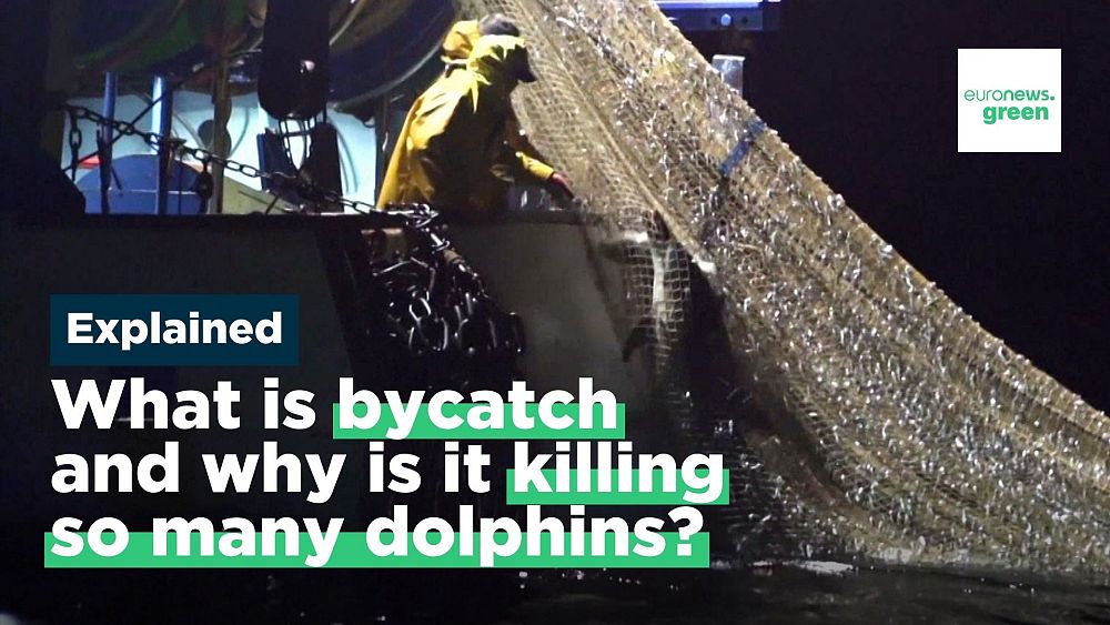 Pourquoi tant de dauphins morts s’échouent-ils sur la côte atlantique française ?