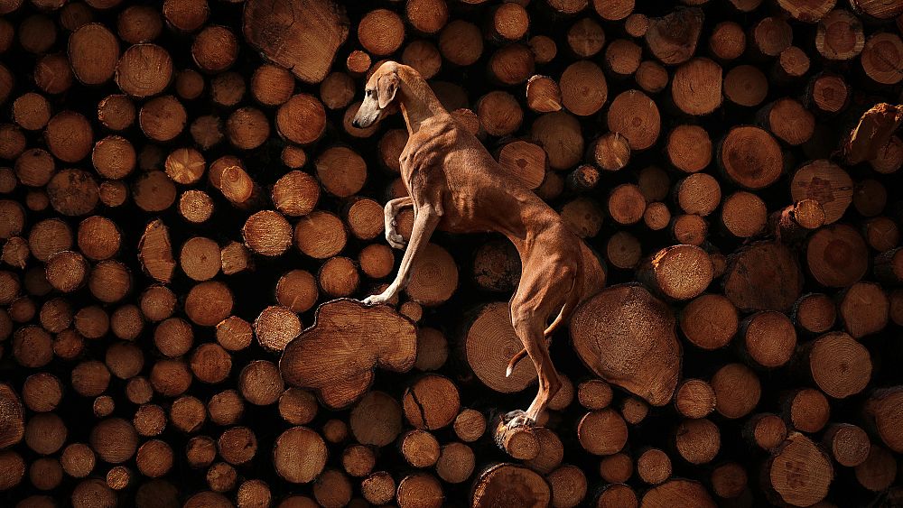 Lève la trame ! Voici les adorables images gagnantes des Dog Photography Awards 2023