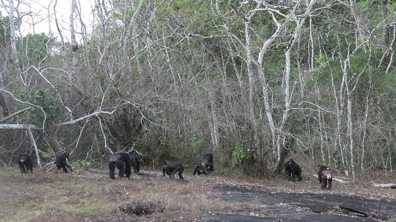 Les chimpanzés quittent le sommet d'une colline et inspectent les signes de rivaux dans les forêts d'Afrique de l'Ouest en Côte d'Ivoire.
