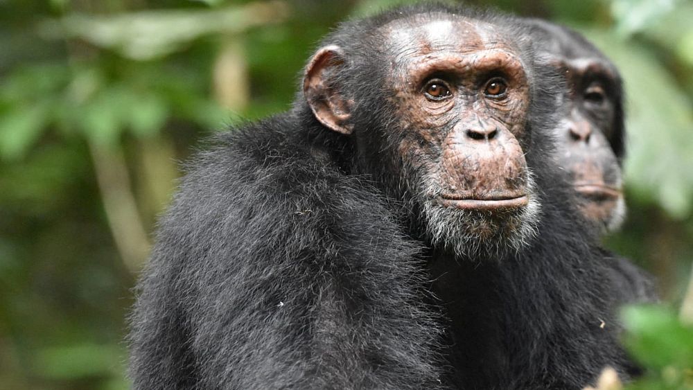 Les chimpanzés utilisent des tactiques de type militaire pour espionner d'autres groupes, révèle une étude