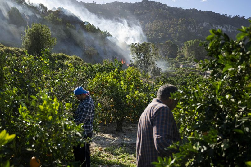 Les travailleurs récoltent des fruits alors qu'un incendie de forêt brûle la forêt près de la ville orientale de Palma de Gandia à Valence