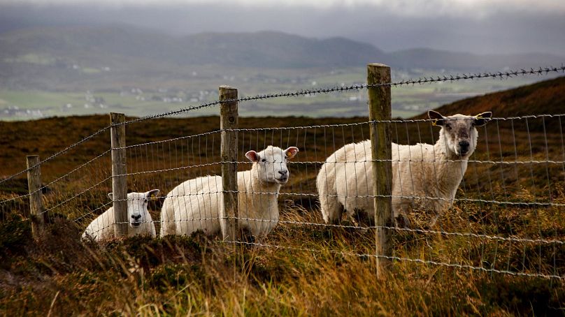 Le long du Wild Atlantic Way, les voyageurs peuvent relever le défi de rassembler des moutons.