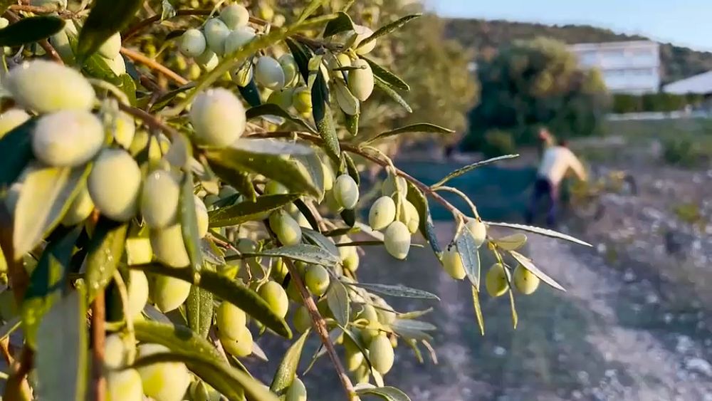 Les voleurs de bosquet ciblent «l'or liquide» alors que les prix de l'huile d'olive triplent à l'échelle mondiale