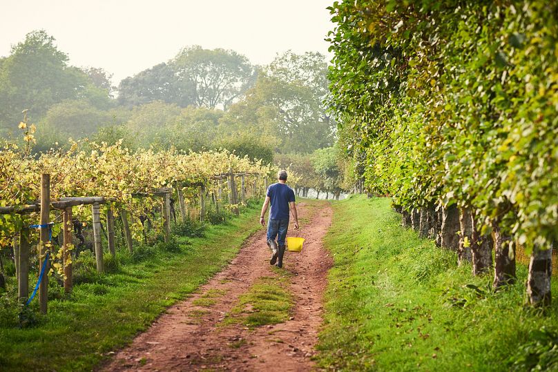 Homme marchant à travers le vignoble, le long des rangées de vignes à Totnes, Devon, Angleterre