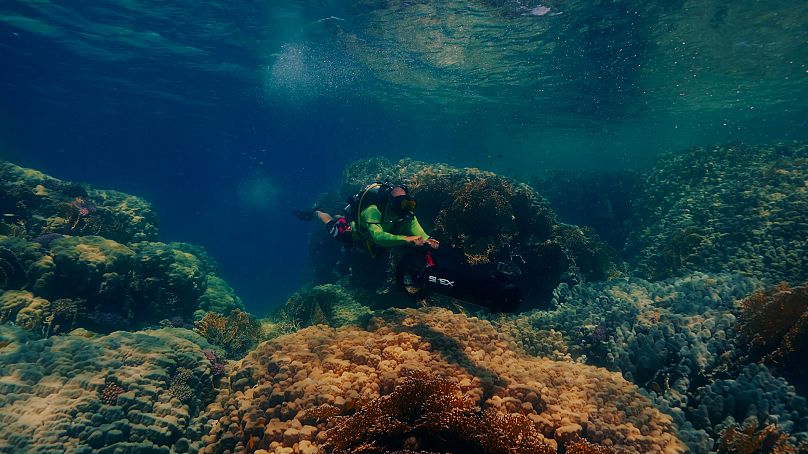Plongée dans la mer Rouge en Arabie Saoudite